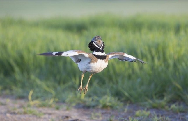 Alianza para conservar el Sisón