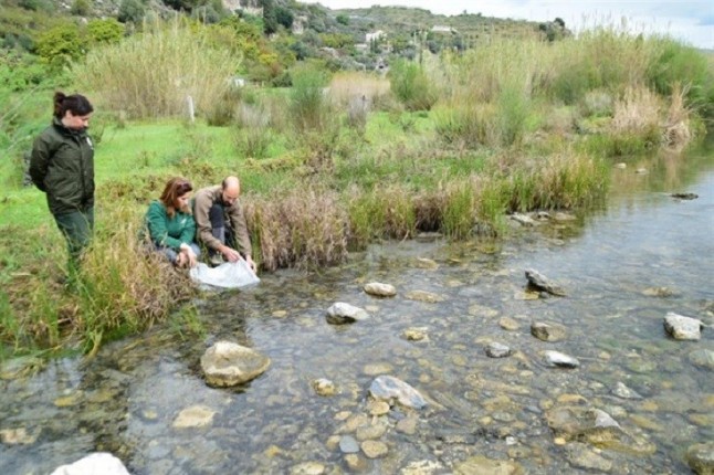 Andalucía libera en el río Guadalfeo alevines de anguilas