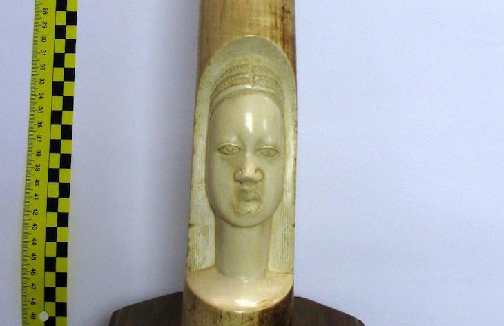 Dos ‘iluminados’ investigados por la venta ilícita por Internet de un colmillo de elefante africano en Toledo