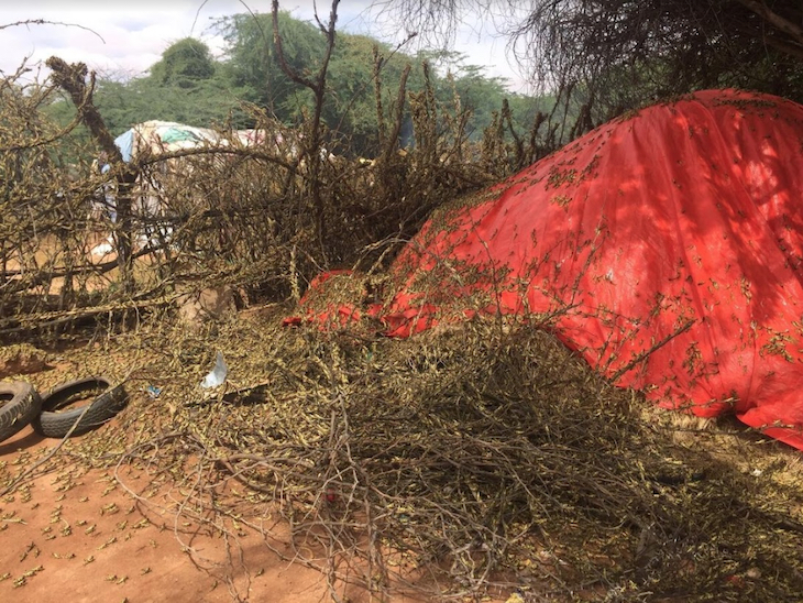 Las langostas del desierto invaden los países de África Oriental