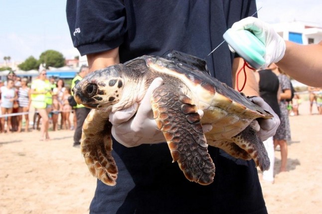 El Oceanogràfic marca a tres tortugas con emisores satélite para su puesta en libertad en Murcia