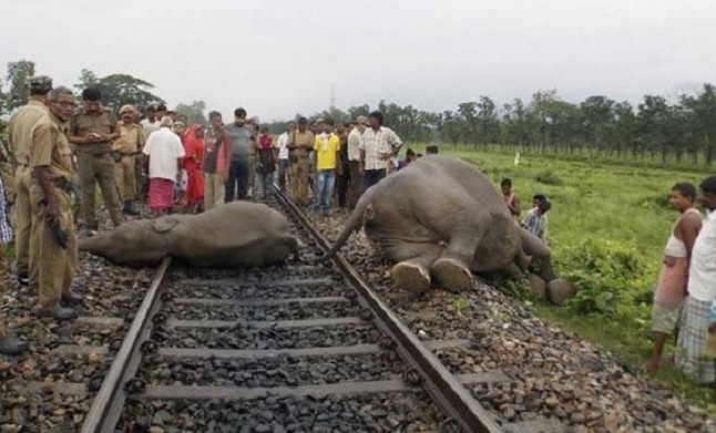 Mueren cuatro elefantes tras ser arrollados por un tren en el este de India