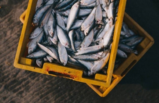 Europa tiene en su mano acabar con la sobrepesca en el Mediterráneo