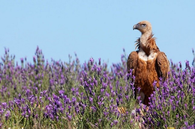 Ayuda a preservar la naturaleza de Badajoz