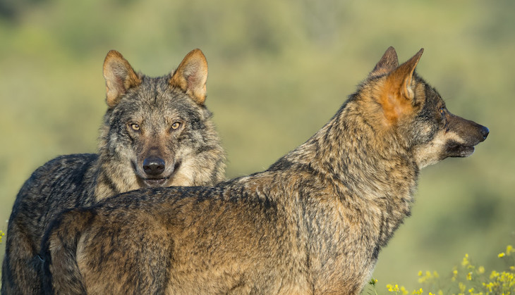 La Comunidad de Madrid tendrá responsabilidad patrimonial en ataques por lobos