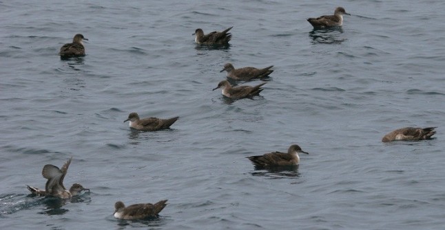 SEO Birdlife trabajará en la conservación de especies de Baleares
