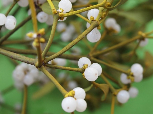 El muérdago ha perdido en esencia su capacidad de respiración
