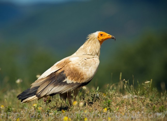 Estos días analizan el presente y futuro del alimoche en España