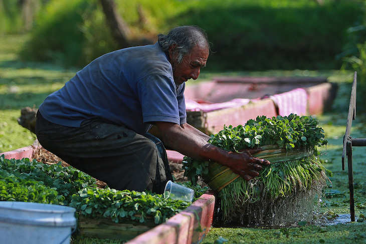 México quiere recuperar las chinampas como sistemas de producción de alimentos sanos