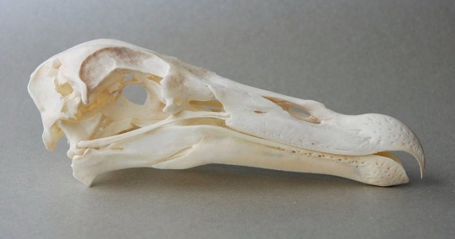 Por qué las aves no tienen dientes