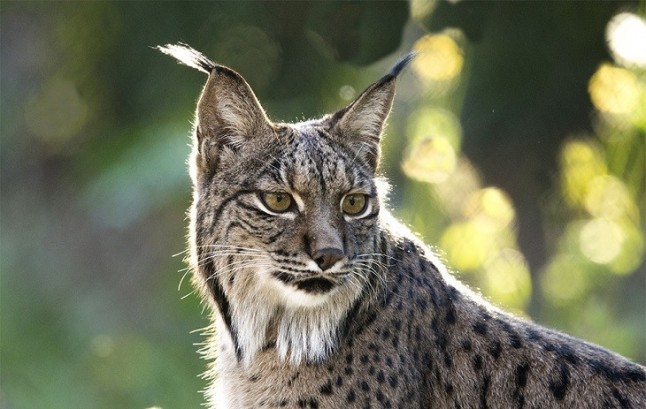 Editado un cuento sobre el lince ibérico y el incendio que afectó al Espacio Natural de Doñana en 2017