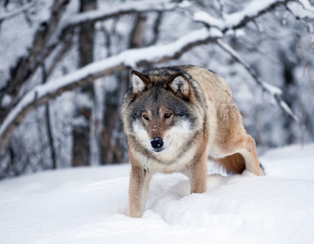 Noruega liquida a sus lobos