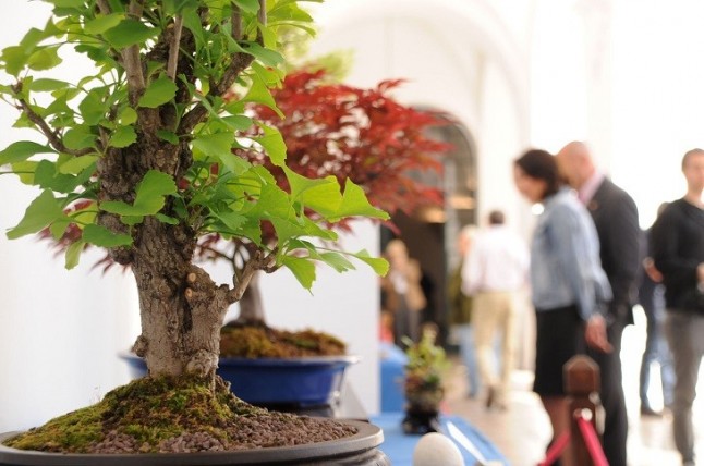 La XXX Exposición de Primavera de Córdoba reúne docenas de bonsáis de 20 especies diferentes