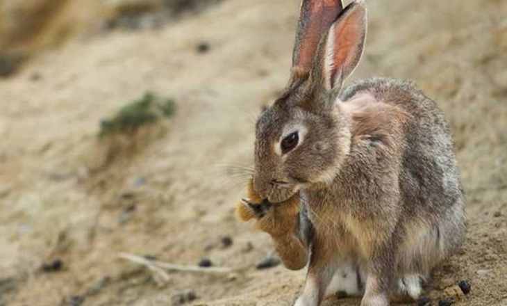 México alerta a UMAs de Enfermedad Hemorrágica Viral en Conejos y pide tomar medidas preventivas