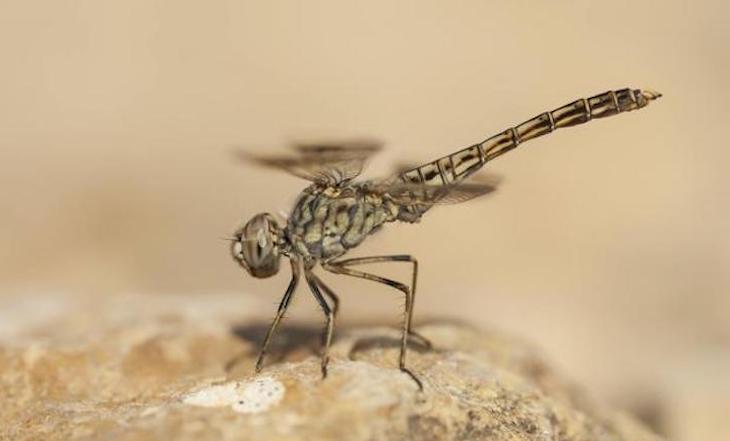 ANSE presenta el atlas de libélulas de la Región de Murcia