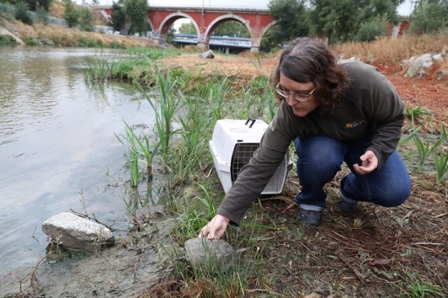 Suelta de galápagos en el Manzanares
