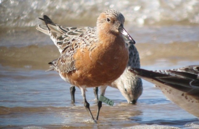 El pelirrojo playero