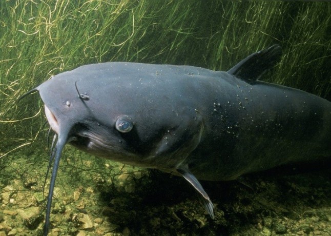 Identifican bacterias probióticas para bagres marinos