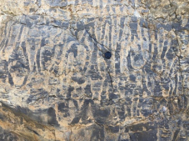 Las bacterias también se extinguen