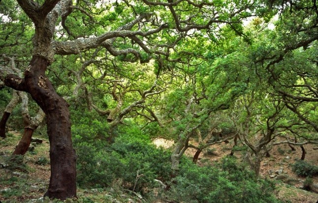 Aprobado un plan director contra la fragmentación de los ecosistemas en Andalucía