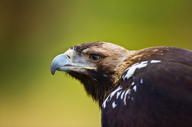Fianza ejemplar para los tres delincuentes que envenenaron más de 50 ejemplares de fauna en Toledo