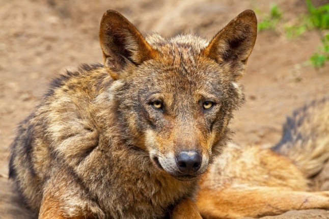 Propuestas para elaborar un plan de recuperación del lobo ibérico en Andalucía
