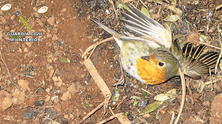 Cazando ilegalmente pájaros cantores en Arroyo (Valladolid)