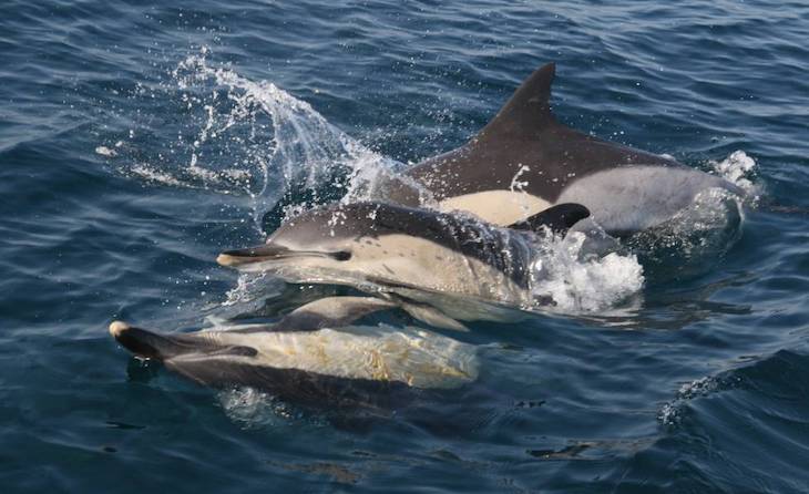 La narcolepsia de España y Francia provoca la muerte de miles de delfines muertos cada invierno