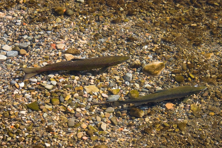 El Gobierno Asturiano empeñado en acabar con los pocos peces de los ríos hasta confinados