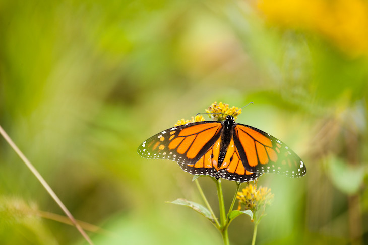 Arranca la ‘Misión: Polinizadores. Restauración de hábitat para polinizadores y estudio del efecto de su declive en consumidores secundarios’
