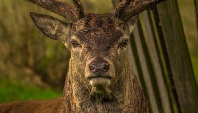 Dos delincuentes abaten a balazos a un ciervo en Esteribar