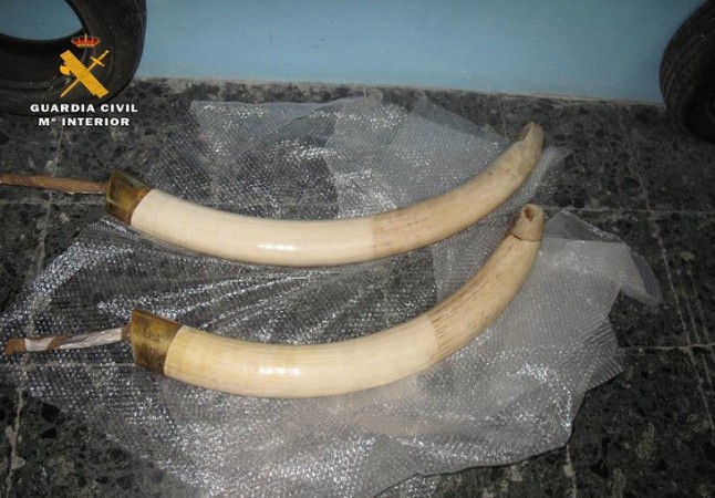 Intervenidos dos colmillos de elefante en Pamplona