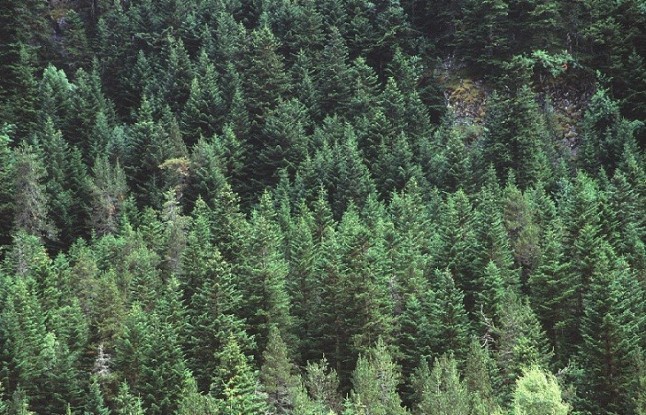 Asturias destina fondos a proyectos forestales