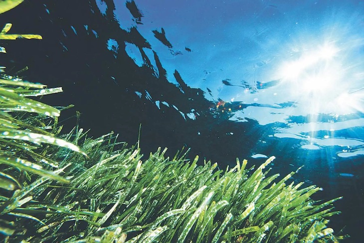 Baleares afronta la próxima temporada de vigilancia de la posidonia