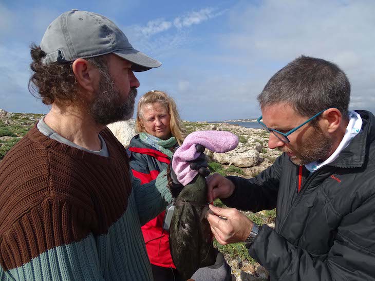 Identificando las áreas de alimentación de los cormoranes moñudos del Levante español