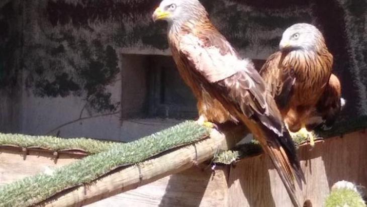 Algún cazador de Mallorca disparo con perdigones en un ala a un ejemplar de milano