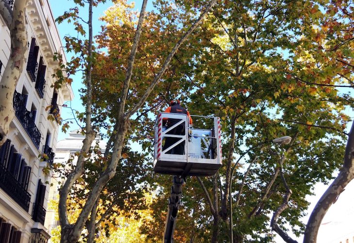 Madrid reanuda su ‘Plan de Arboricultura 2019-2020’