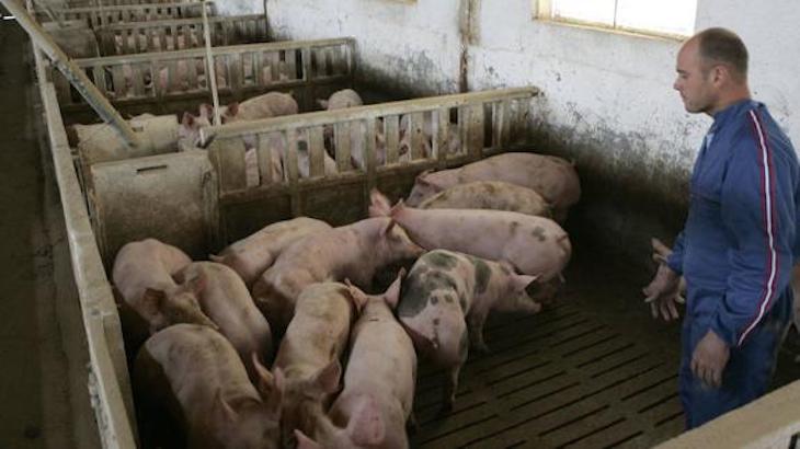 Escándalo. Una granja porcina de Lorca denunciada por más de 100 infracciones