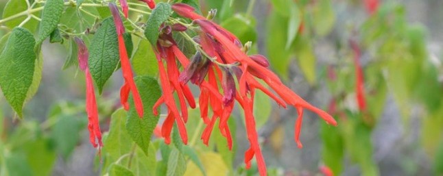 La riqueza botánica de México