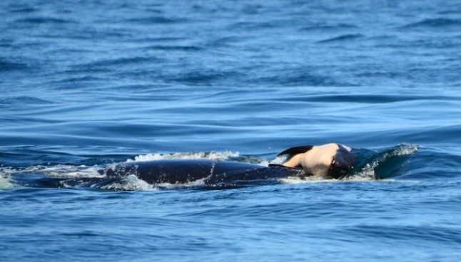 Una mamá orca llevó a su bebé muerto a través del océano en señal de luto