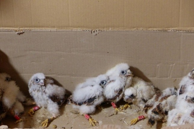 Suelta de Cernícalos Primillas en El Rebollar