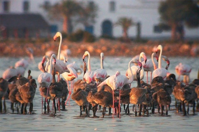 Se recupera la colonia de flamencos del Delta del Ebro