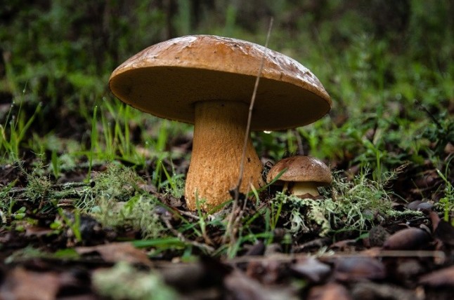 Conoce el proyecto MicoAragón