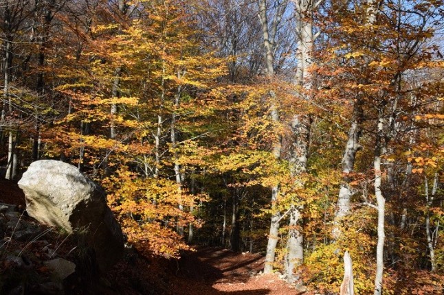 Gestionar los bosques europeos no va a frenar el calentamiento global