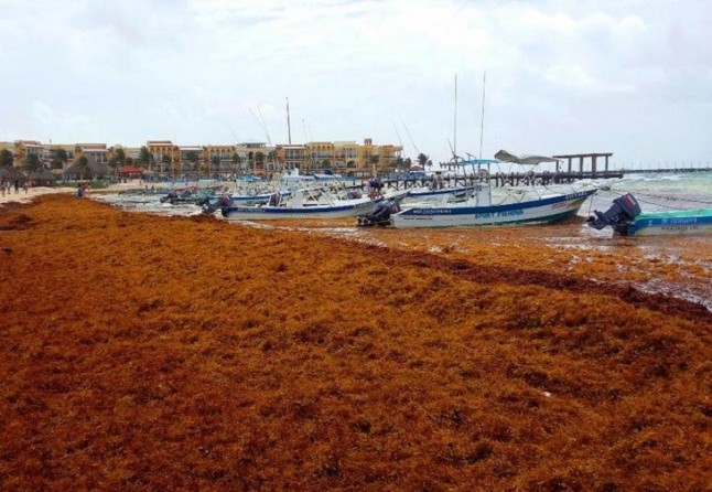 Marea de sargazo en el Caribe Mexicano: realidades