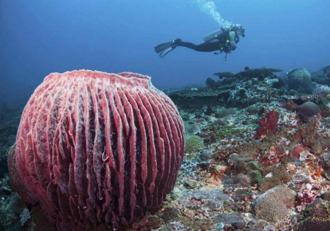 Una rara esponja gigante