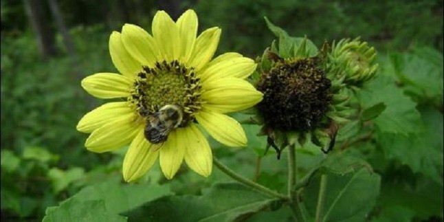 Un estallido genético matinal avisa a las plantas de cuándo florecer