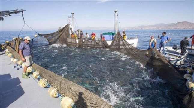 Más de 150 científicos internacionales reclaman que se detenga la grave crisis de sobrepesca del Mediterráneo