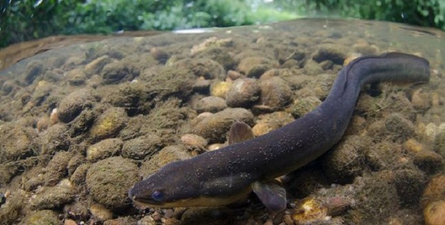 Salvando a la anguila europea