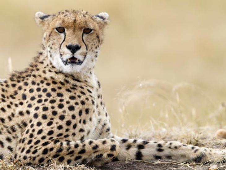 China y Vietnam deben cesar inmediatamente  con el tráfico de productos realizados con partes de grandes felinos como leones